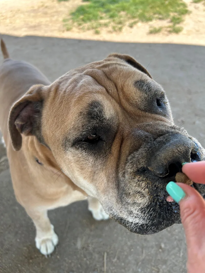 An adult large-sized female Apricot / Beige Bullmastiff dog named Odessa for adoption in Phoenix, OR