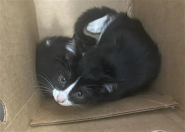 A baby medium-sized male Domestic Short Hair cat named Tie for adoption in Dallas, TX