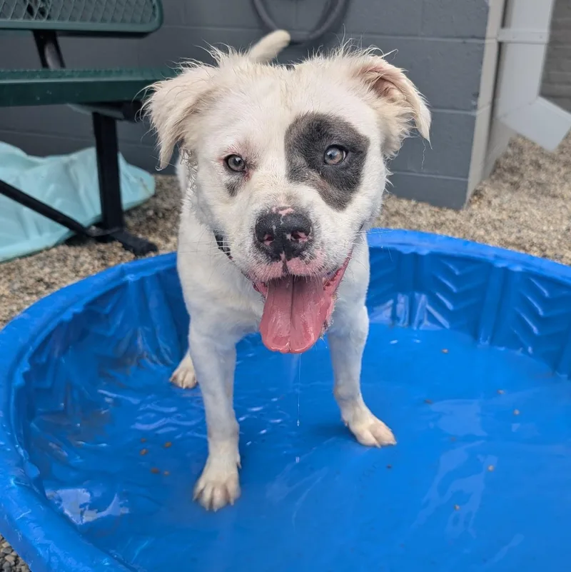 A young medium-sized male White / Cream Mixed Breed dog named McFluffy for adoption in Detroit, MI