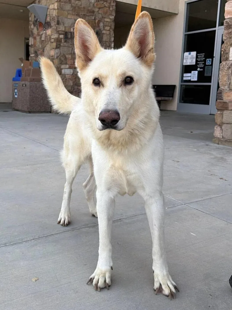 An adult large-sized male German Shepherd Dog dog named Berg for adoption in Jefferson City, MO