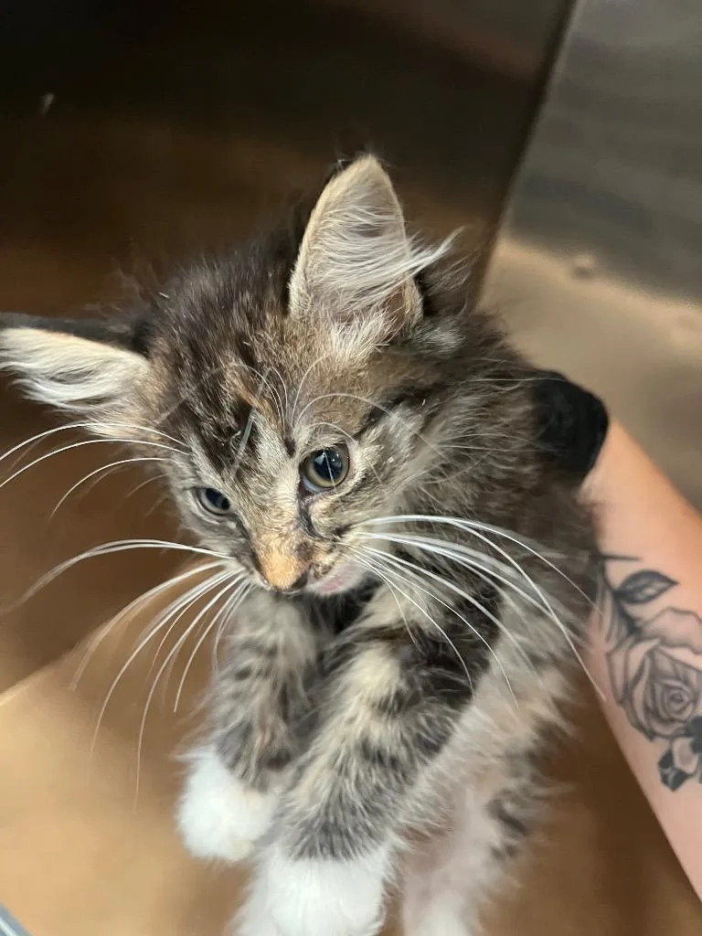 A baby large-sized female Domestic Short Hair cat named Chewy for adoption in Cartersville , GA