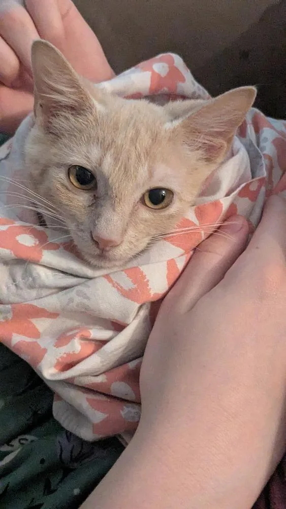 A baby small-sized female Domestic Short Hair cat named Sweet Tea for adoption in Aurora, CO
