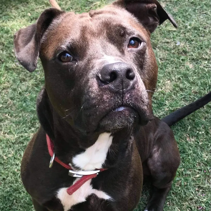 An adult large-sized male Pit Bull Terrier dog named Loki for adoption in Zuni, VA