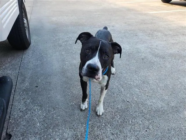 An adult large-sized male Pit Bull Terrier dog named A for adoption in Houston, TX
