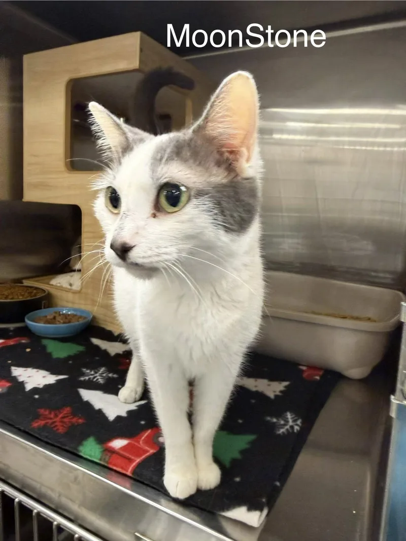 A baby small-sized female Domestic Short Hair cat named Moonstone for adoption in Clarksville, TN