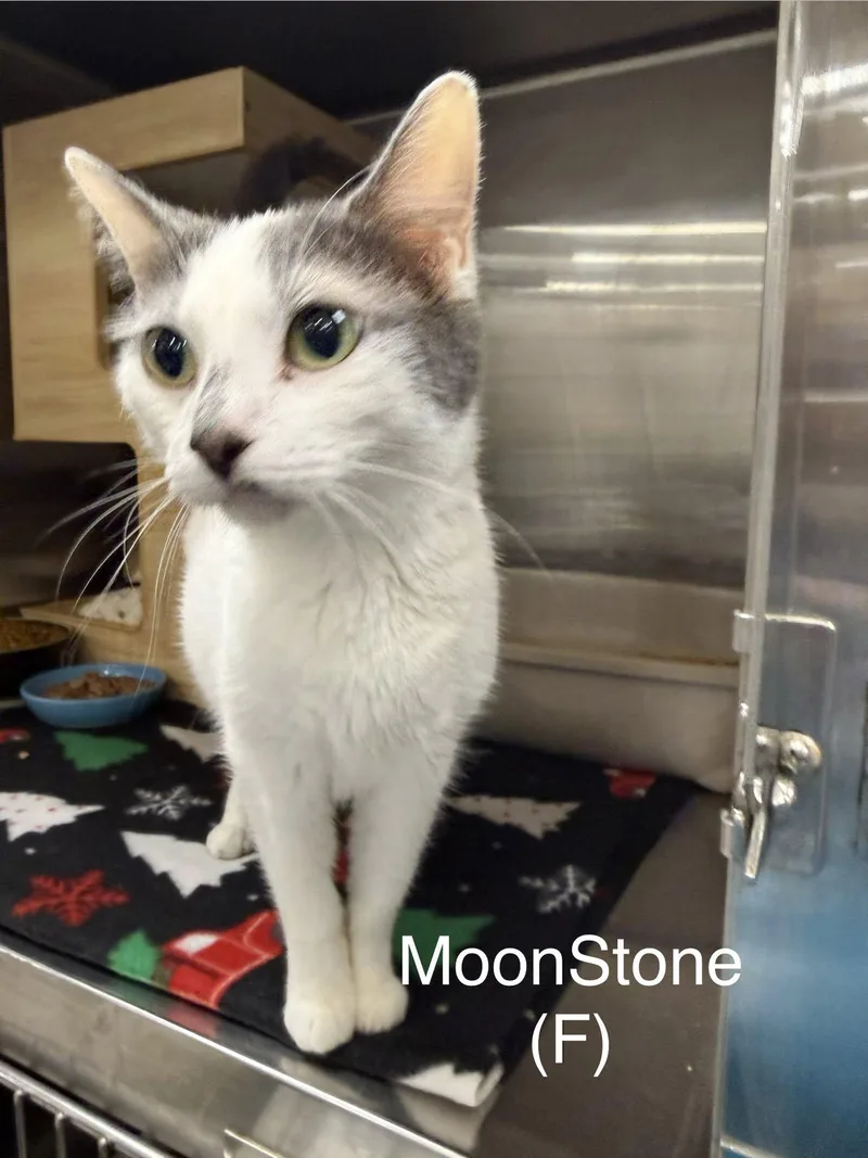 Moonstone thumbnail 2