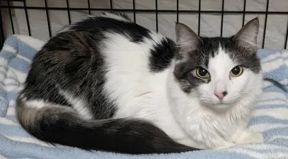 An adult small-sized male Domestic Long Hair cat named Moo Moo for adoption in Phoenix, AZ