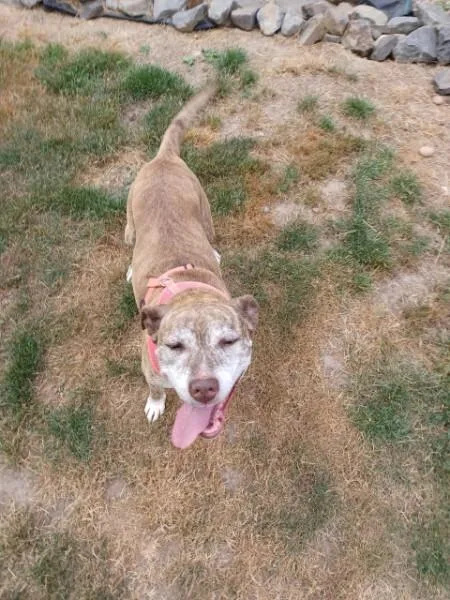 An adult medium-sized female Brindle Pit Bull Terrier dog named Alicia for adoption in Tigard, OR