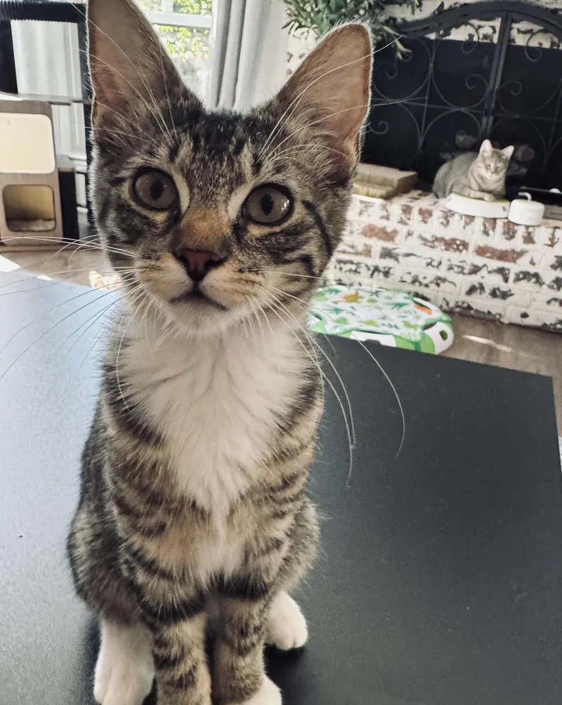 A baby small-sized female Brown / Chocolate Domestic Short Hair cat named Pancake for adoption in Fort Worth, TX