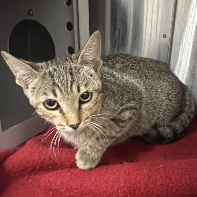 A young medium-sized female Domestic Short Hair cat named Bubble Gum for adoption in Montgomery, AL
