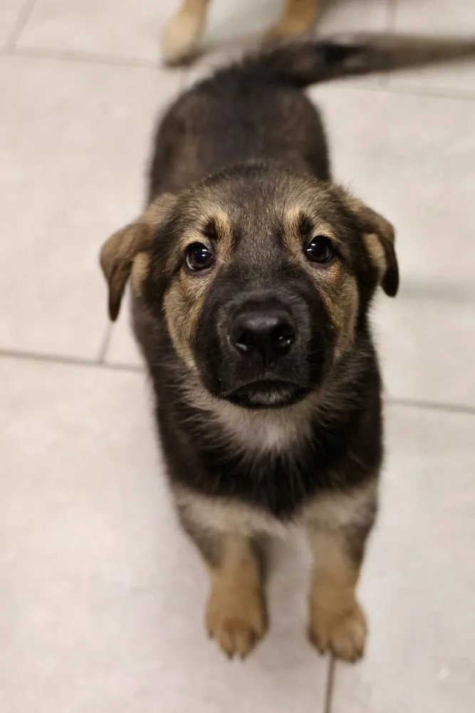 A baby medium-sized male Brown / Chocolate Terrier dog named Tsunami for adoption in TUCSON, AZ