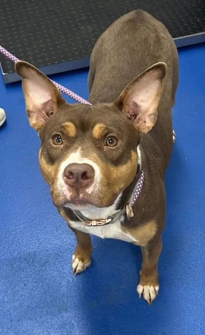 An adult medium-sized female Terrier dog named Aaliyah for adoption in Lancaster, SC