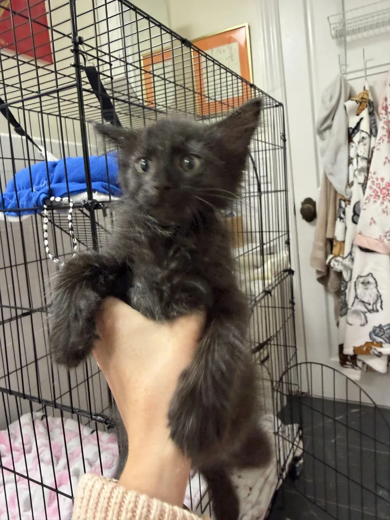 A baby medium-sized male Black Domestic Short Hair cat named Christopher for adoption in Jersey City, NJ