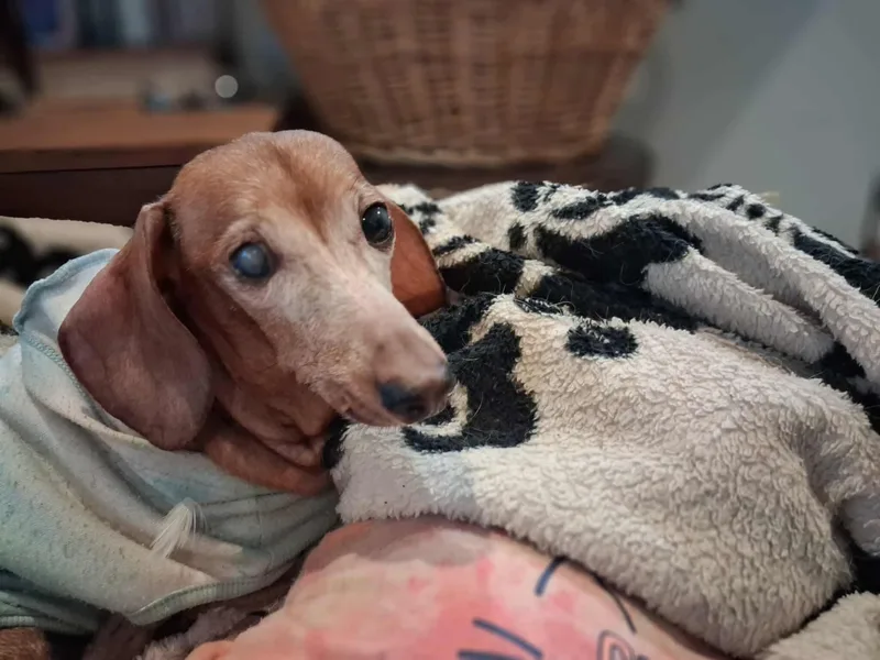 A senior small-sized female Dachshund dog named Scarlett for adoption in Stoughton, MA