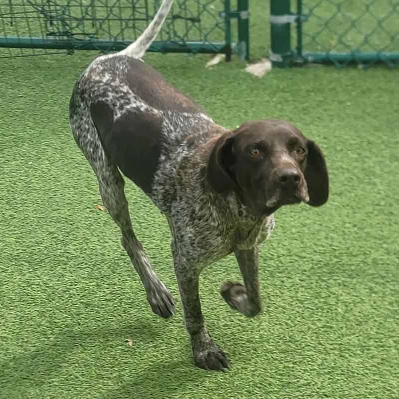An adult medium-sized female Brown / Chocolate English Pointer dog named Roxy for adoption in Loxahatchee, FL