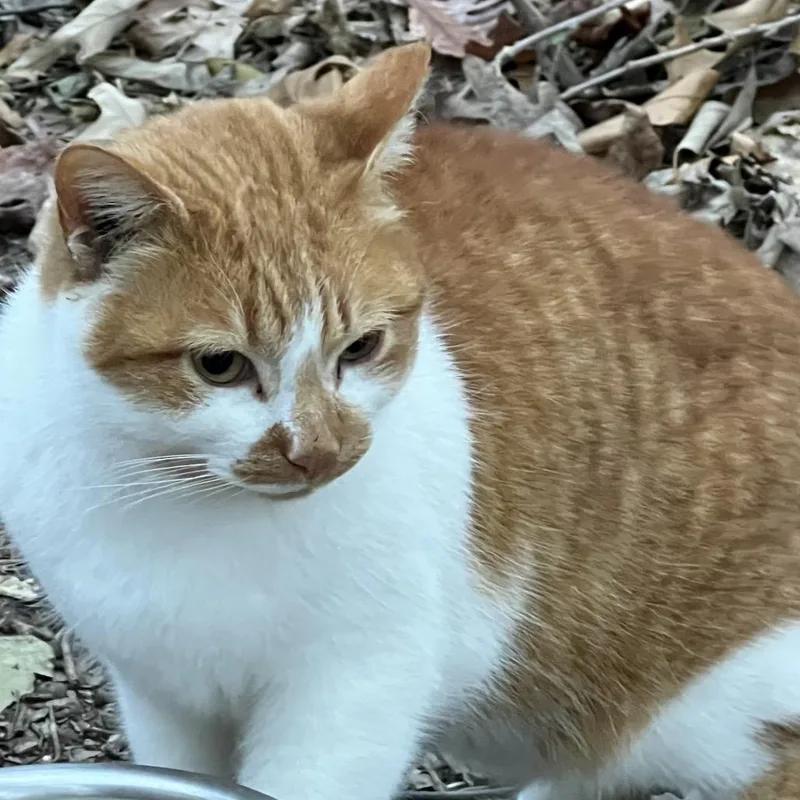 Precious  Feral thumbnail 2