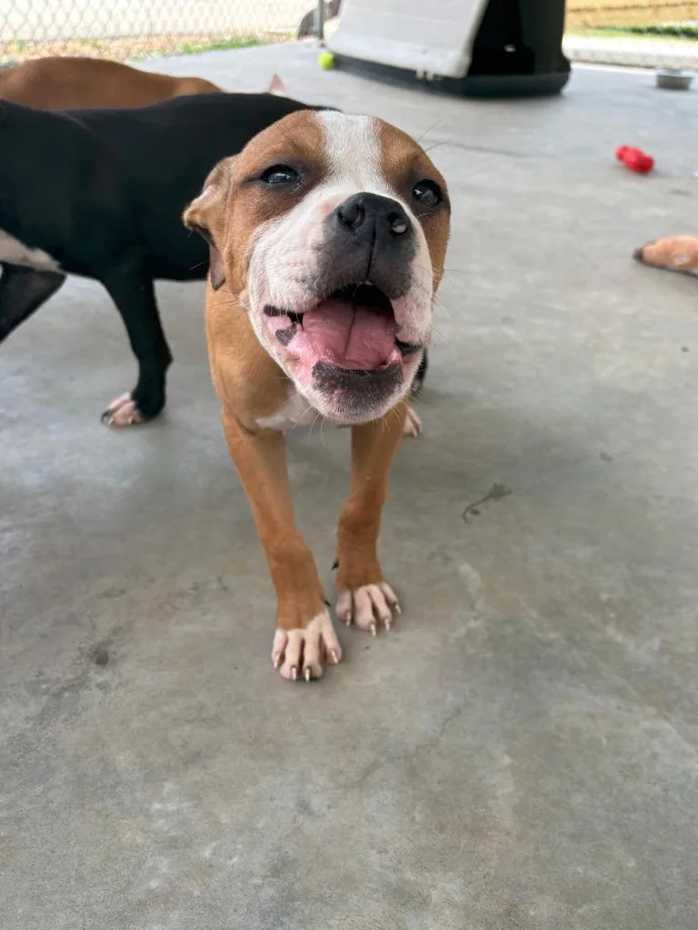 A baby small-sized male Mixed Breed dog named Eminem for adoption in Lavonia, GA