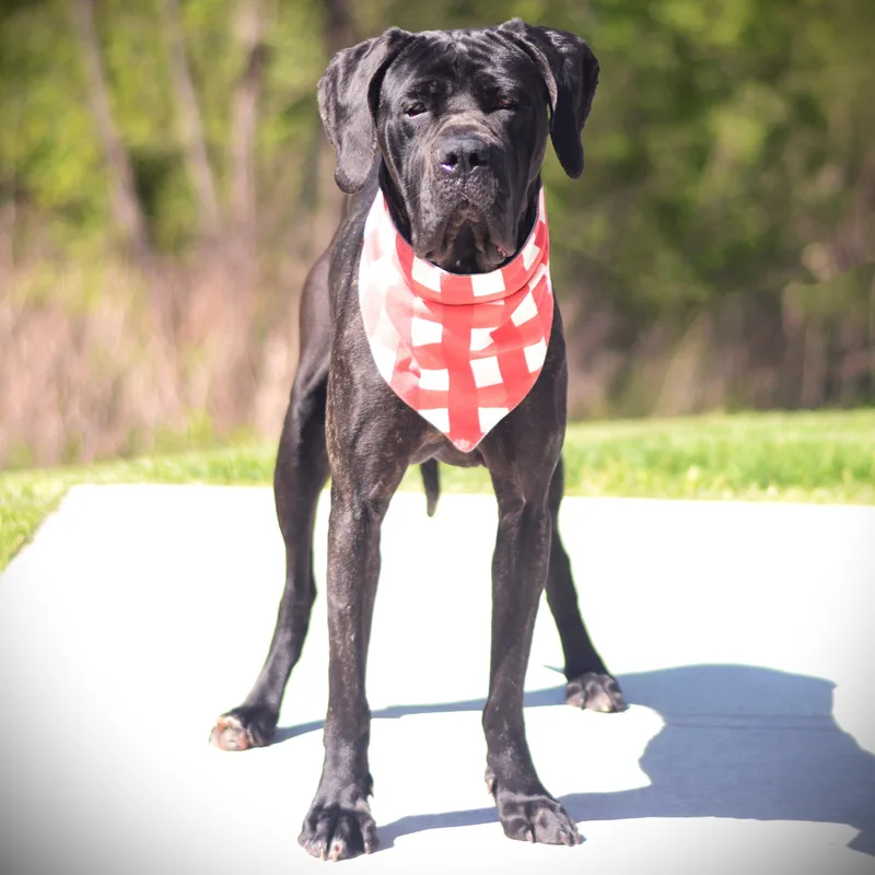 A young extra large-sized female Black Mastiff dog named Zola for adoption in Amsterdam, NY