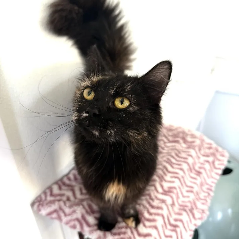 A young medium-sized female Tortoiseshell Domestic Medium Hair cat named Marina for adoption in Greensburg, PA