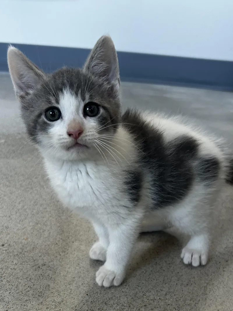A baby medium-sized male Domestic Medium Hair cat named Cloud for adoption in Sandusky, MI