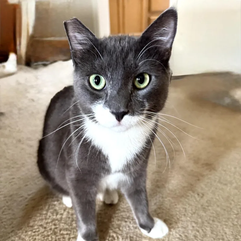 Kung Pao thumbnail 2