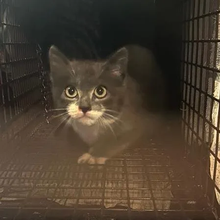 Kung Pao thumbnail 3