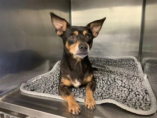 An adult small-sized male Chihuahua dog named Canelo for adoption in Grand Prairie, TX