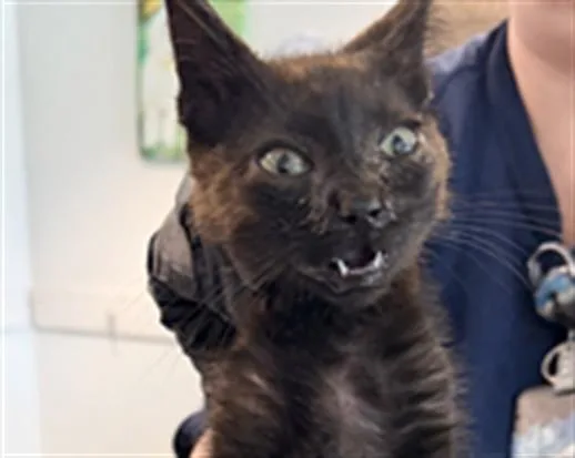 A baby small-sized male Domestic Short Hair cat named Lalo for adoption in Chatsworth, CA