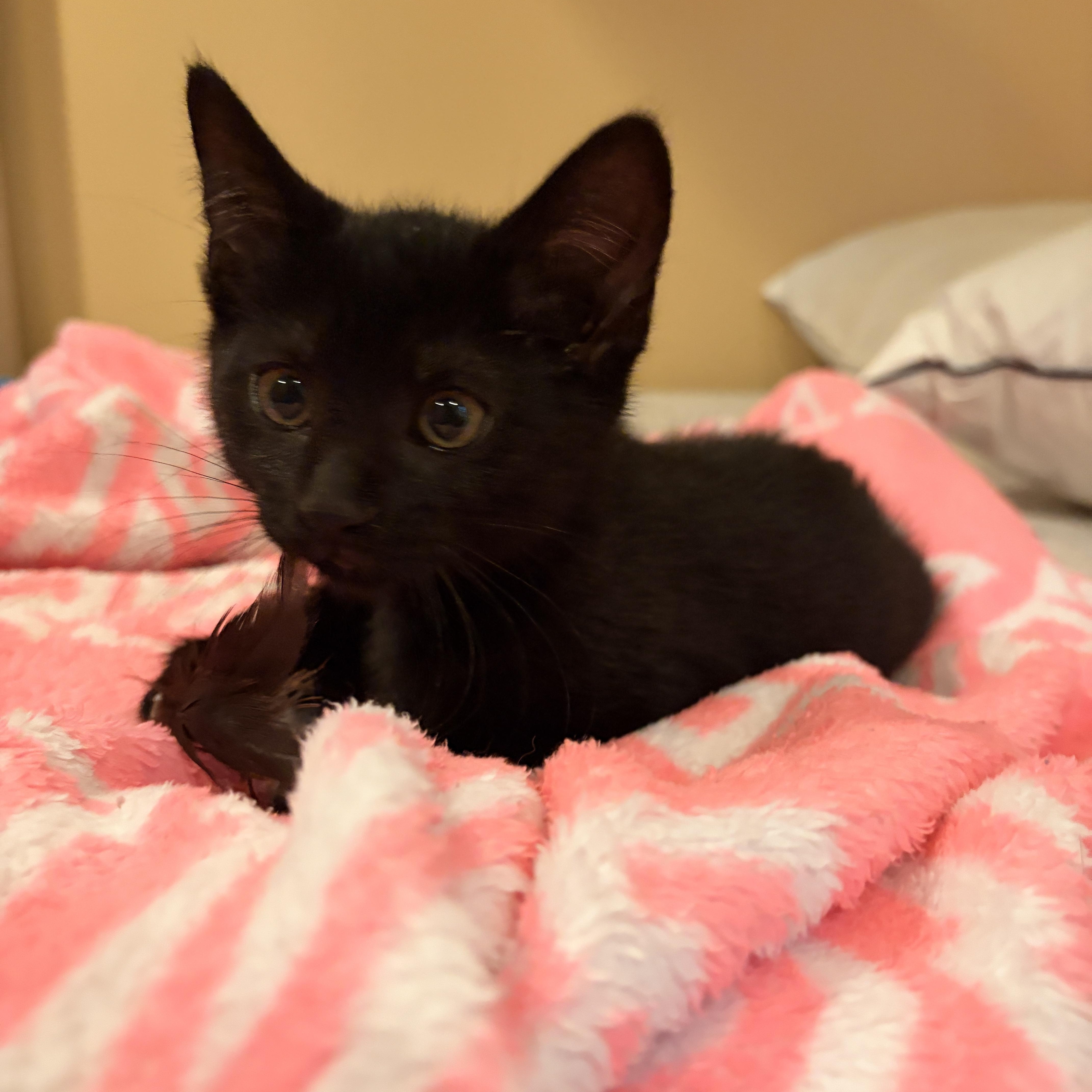 A baby small-sized female Black Domestic Short Hair cat named Janet for adoption in Seaford, NY