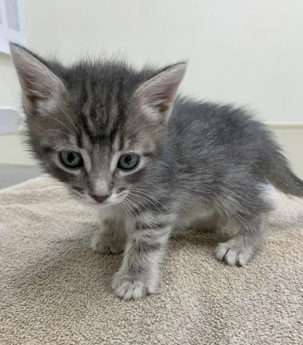 A baby small-sized male Domestic Short Hair cat named Chauncey for adoption in Santa Rosa, CA