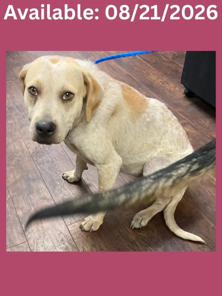 A young medium-sized female Cattle Dog dog named Dog Kennel Bourbon for adoption in Greenville, TX