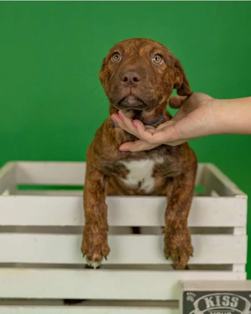 A baby medium-sized female Shepherd dog named 317-26 for adoption in Brighton, CO