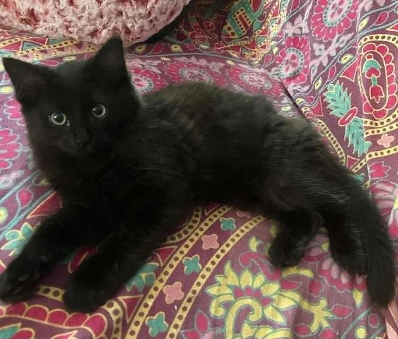 Nyx