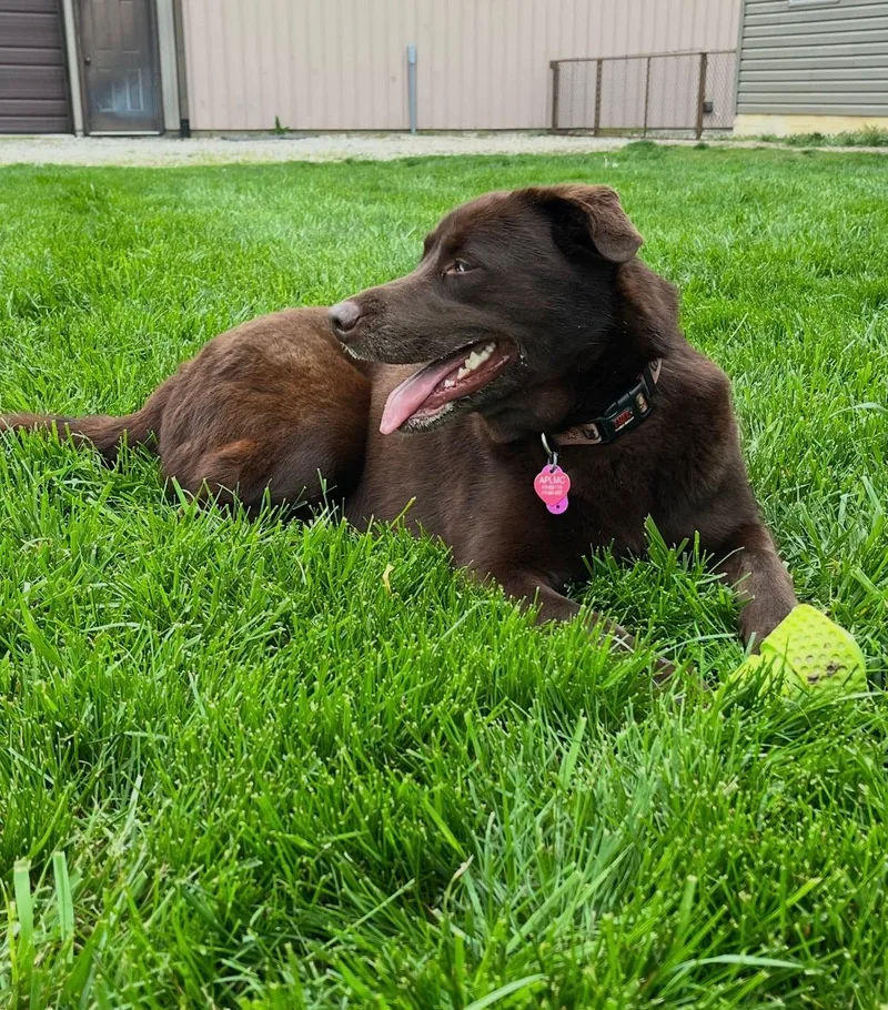 A young medium-sized male Chocolate Labrador Retriever dog named Koda!! for adoption in Celina, OH