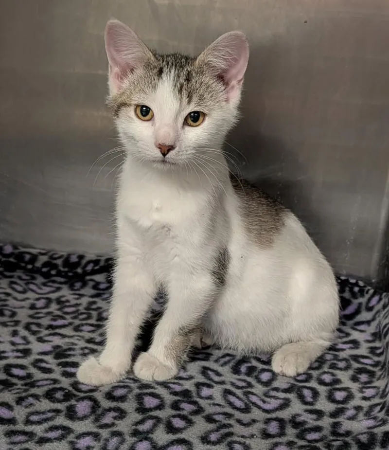 A baby medium-sized male Domestic Short Hair cat named Iguana for adoption in Marietta, OH