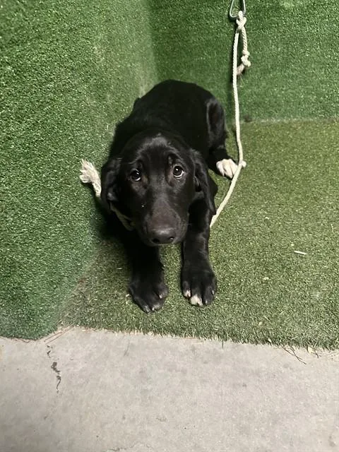 A baby medium-sized female Flat-Coated Retriever dog named Cherry for adoption in Lancaster, CA