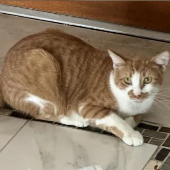 An adult medium-sized female Orange / Red Domestic Short Hair cat named Sunflower for adoption in New Port Richey, FL