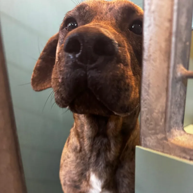 A young medium-sized male Brown / Chocolate Catahoula Leopard Dog dog named Bruno for adoption in Council Bluffs, IA