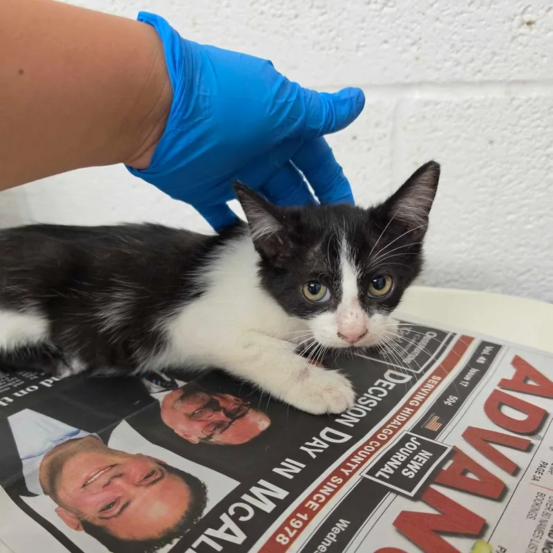 A baby small-sized male Black Domestic Short Hair cat named Ox for adoption in Edinburg, TX