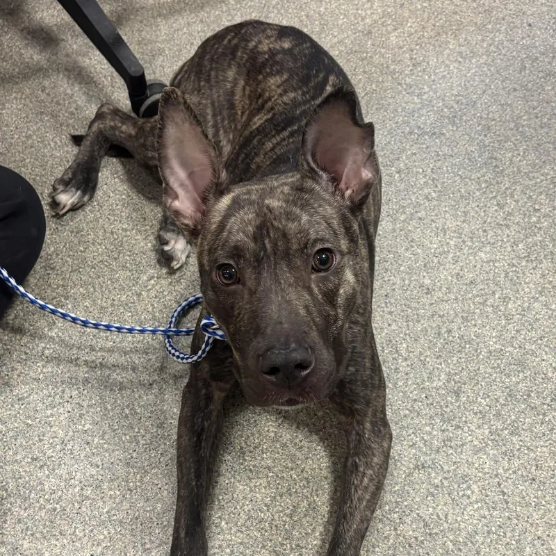 An adult large-sized female Brown / Chocolate Mixed Breed dog named Miss Sunshine for adoption in Jacksonville, FL