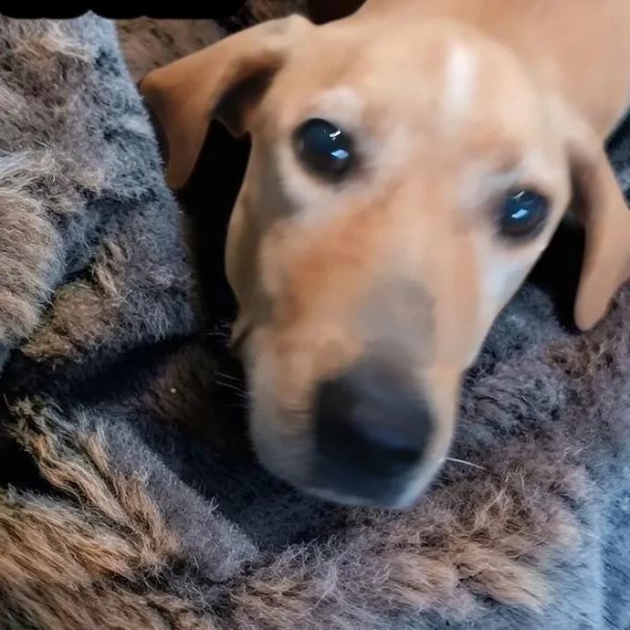 An adult medium-sized male Apricot / Beige Labrador Retriever dog named Zane for adoption in Ravenna, KY