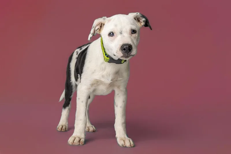 A young medium-sized male Terrier dog named Ash for adoption in Tyler, TX
