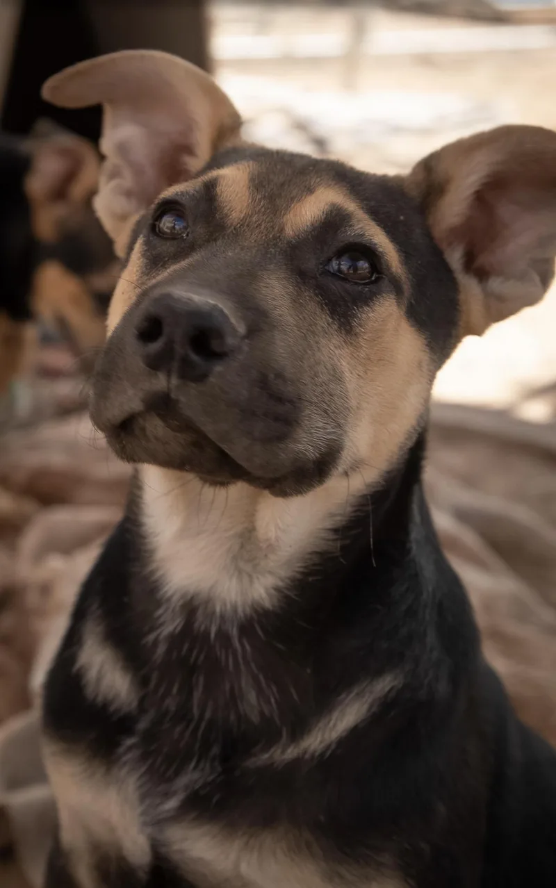 A young medium-sized male German Shepherd Dog dog named Lucky for adoption in Casa Grande, AZ