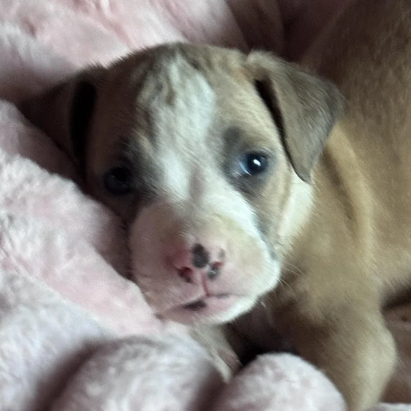A baby medium-sized female Boxer dog named Cher for adoption in Whittier, CA