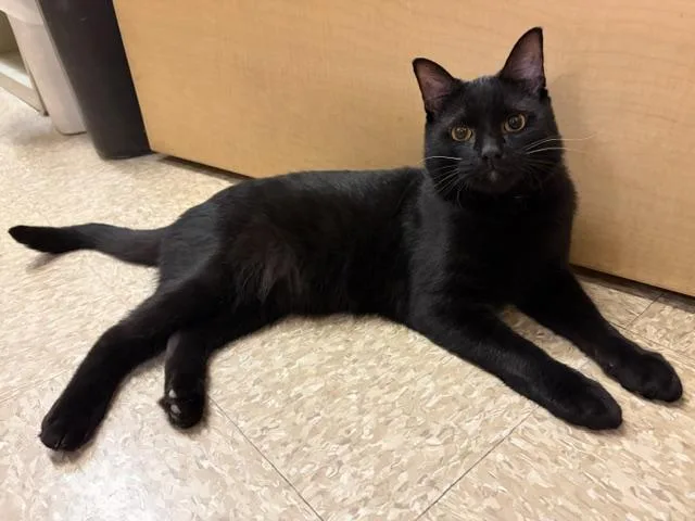 An adult medium-sized male Black Domestic Short Hair cat named Blaze for adoption in Waldorf, MD