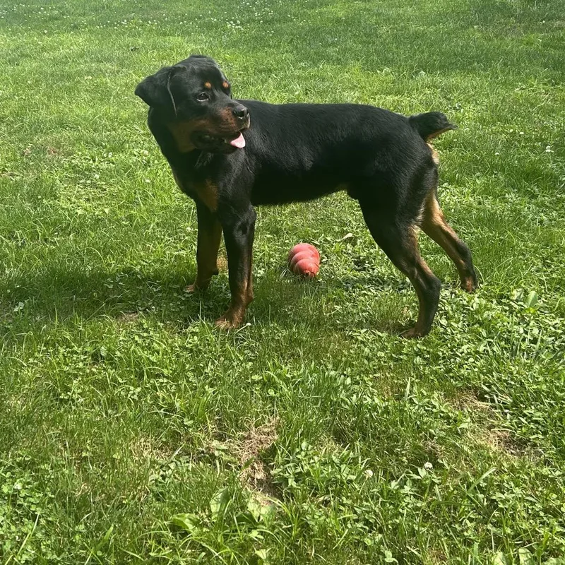 Hank