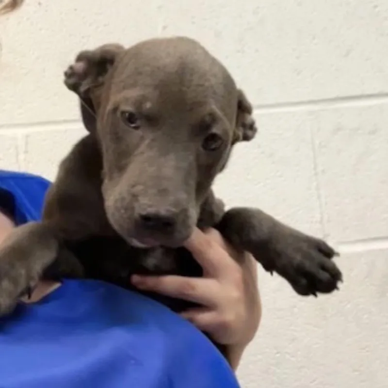 A baby small-sized male Brown / Chocolate Mixed Breed dog named Ricky for adoption in Springboro, OH