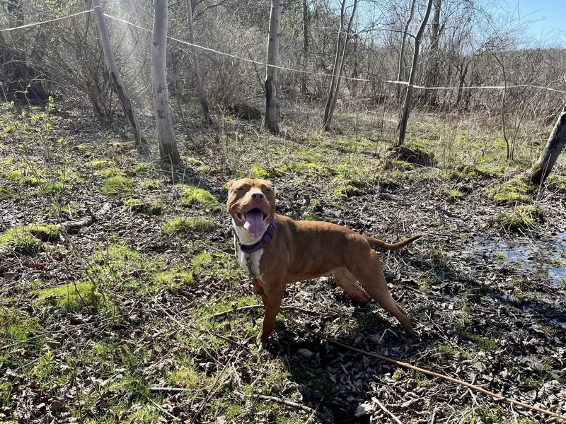 A young medium-sized female American Staffordshire Terrier dog named Loca for adoption in Elkland, PA