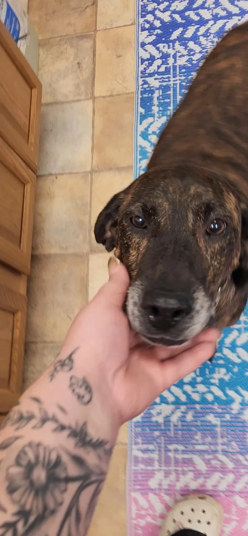 An adult large-sized female Hound dog named River for adoption in Neillsville, WI