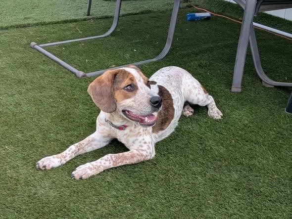 A young medium-sized male Beagle dog named Caleb for adoption in Amherst, VA